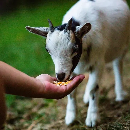 Apartmaji Gorenc Διαμέρισμα *