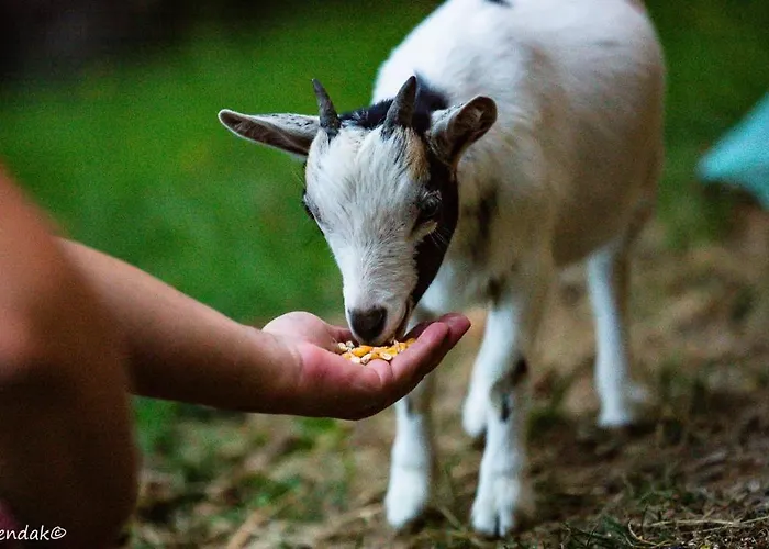 Apartmaji Gorenc Appartamento *
